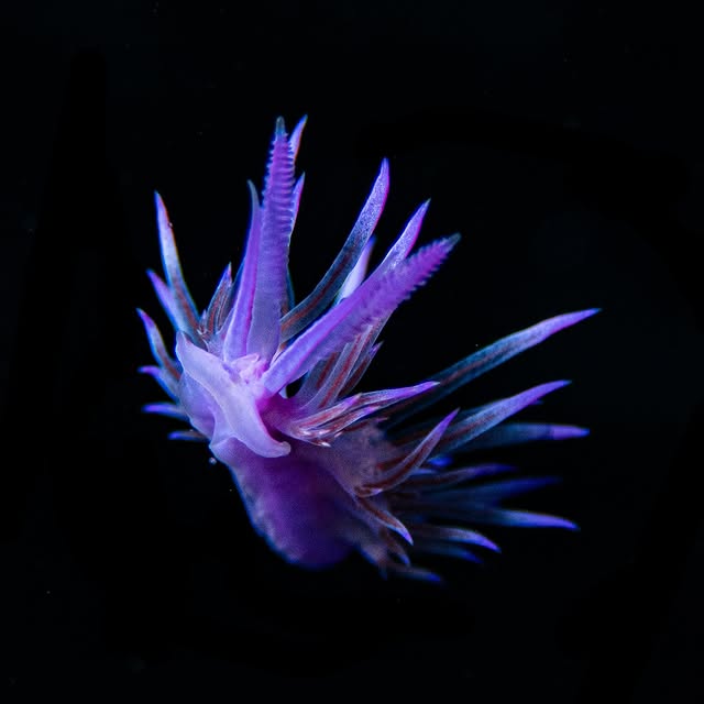 Post by red.biodiving