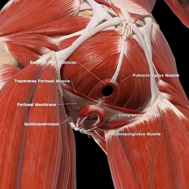 Post by pelvichealing