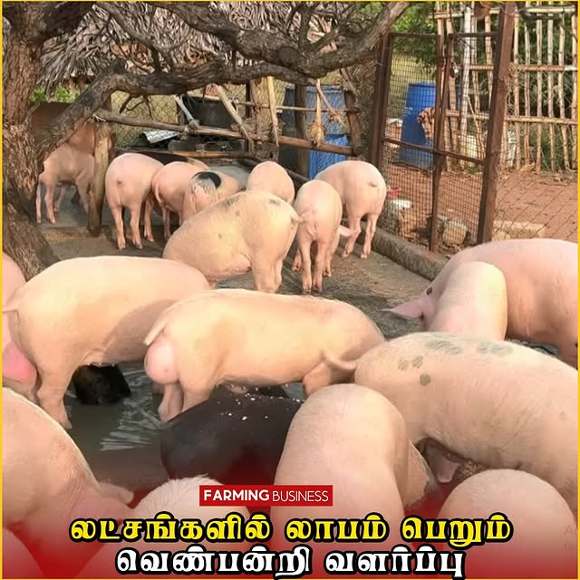 Post by farmingbusiness2020