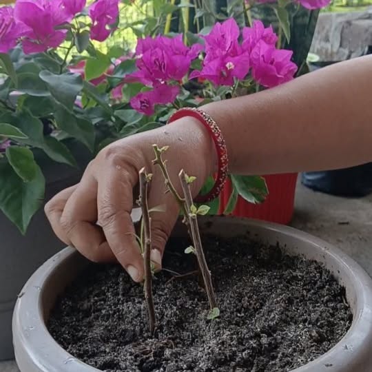 Post by flowerlovers2022