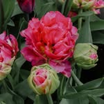 Jen's profile picture