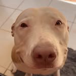 aleatorios_dogs