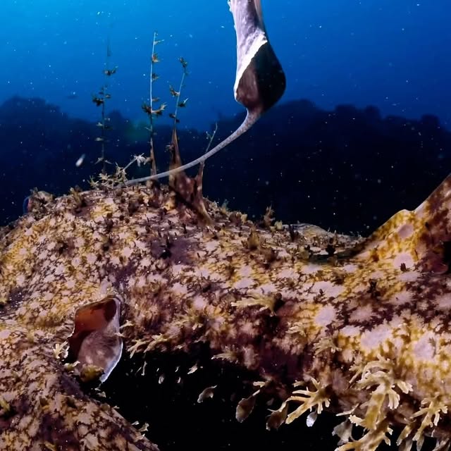 Post by davide_nautilus