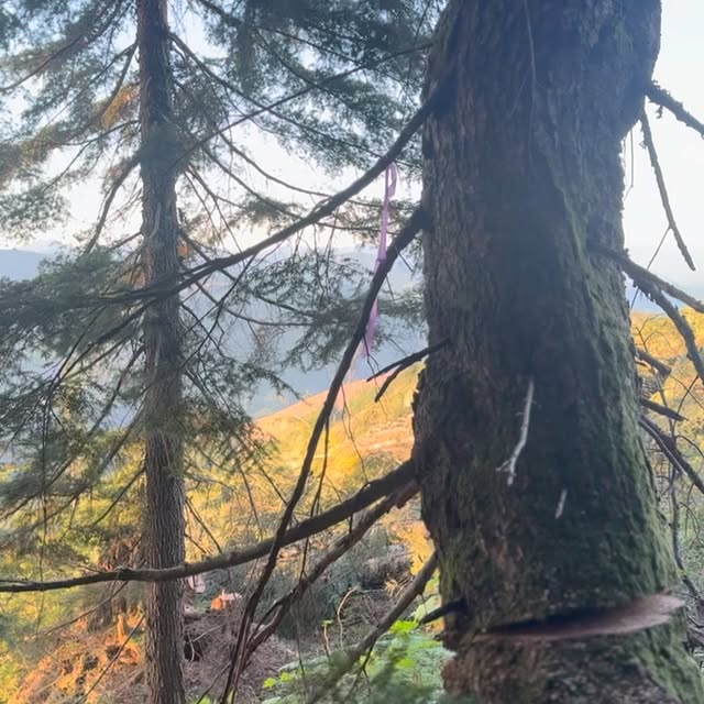 Post by thulinetimberco