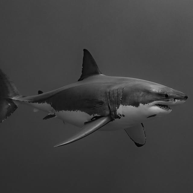 Post by fishportrait