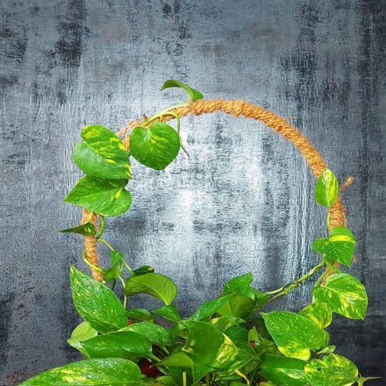 Post by flowerlovers2022