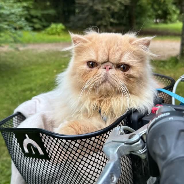Post by luce.the.persian.cat