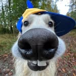 Joys Rare | Guilherme's profile picture