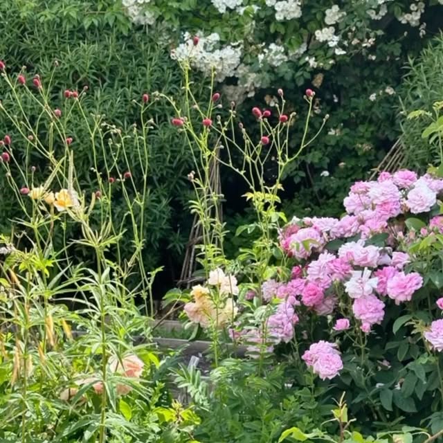 Post by jothompsongarden