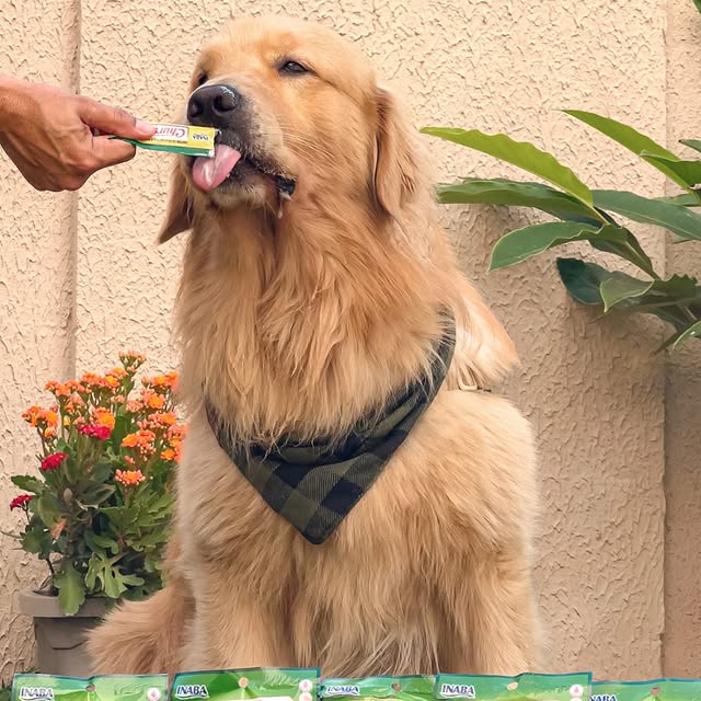 Post by goldenretriever_lotus
