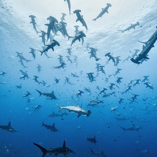 Post by pelayosalinas