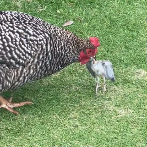 Post by natureismetal