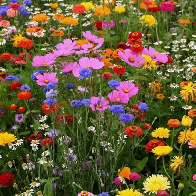 Post by gardening.paeet