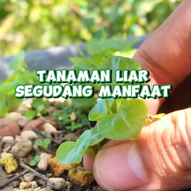 Post by infarm.id