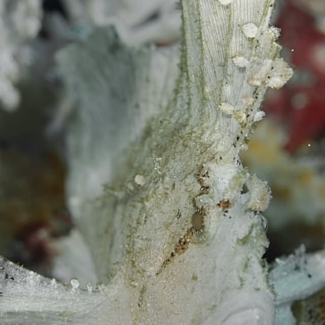 Post by uw.ocean.visuals