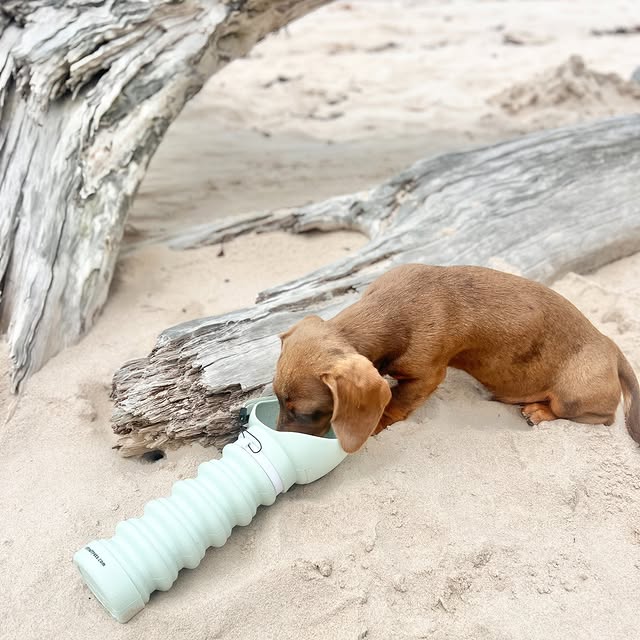 Post by riffraffpets