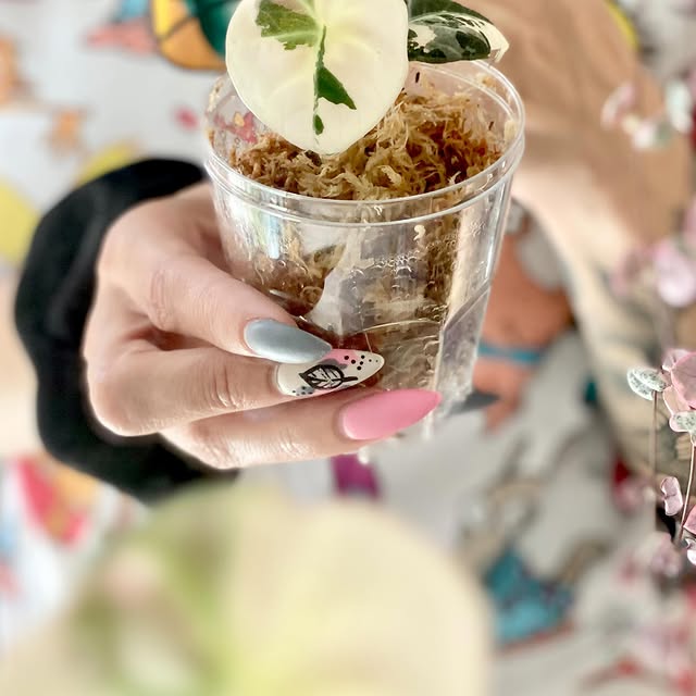 Post by alltheplantys