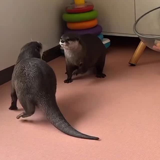 Post by ottershub
