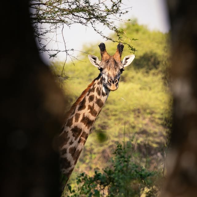 Post by coxandkings_uk