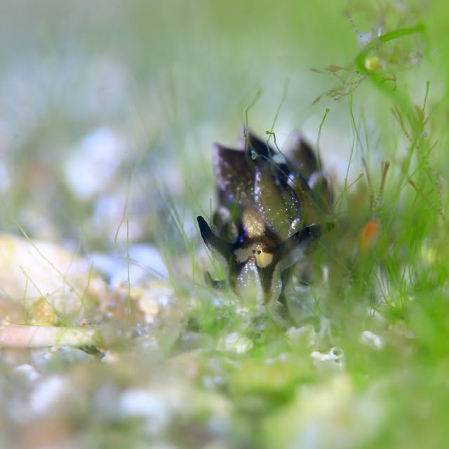 Post by chishimamurakami