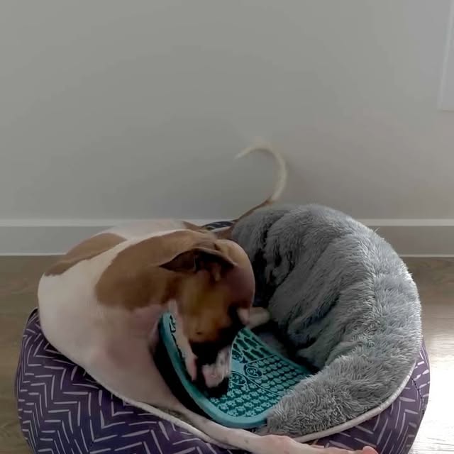 Post by riffraffpets