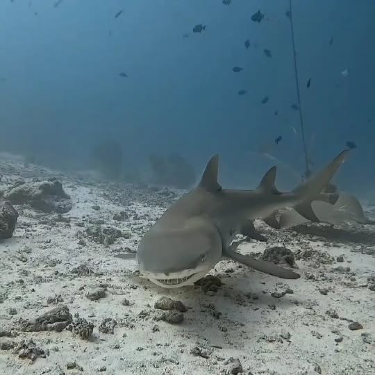 Post by divingmaldive