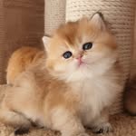 kitty meawww's profile picture