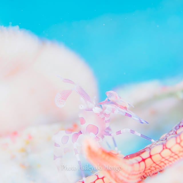 Post by hideyukihongo