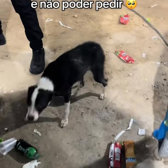 Post by aleatorios_dogs
