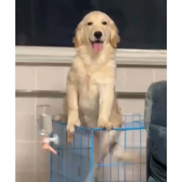 Post by dogszoni