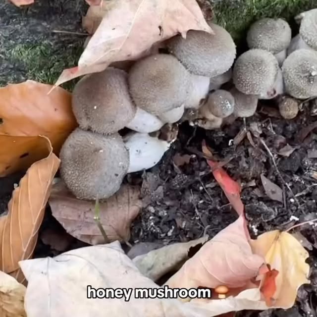 Post by blackforager