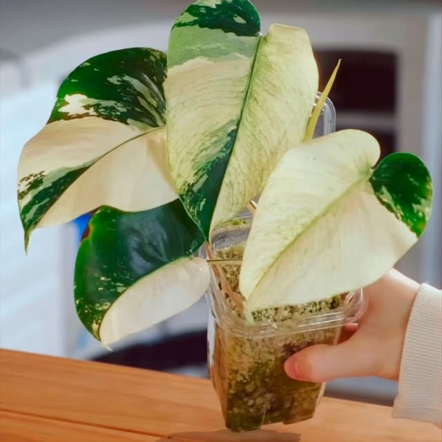 Post by aureumbotanicals