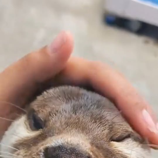 Post by ottershub