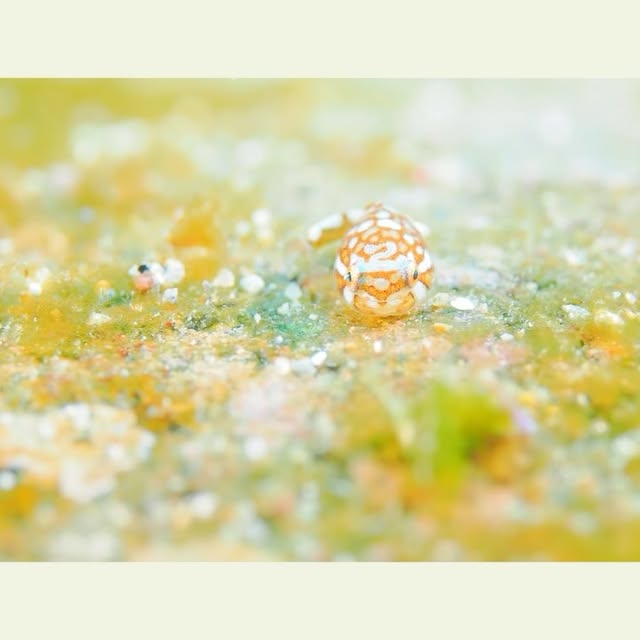 Post by hideyukihongo