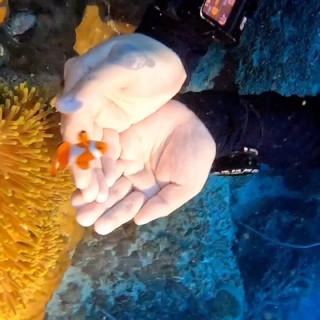 Post by kingkongdivingsg