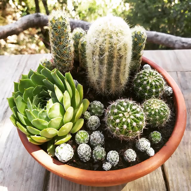 Post by creative_gardening_spain