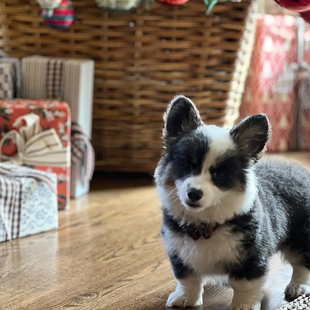 Post by blessedmommatobabygirls