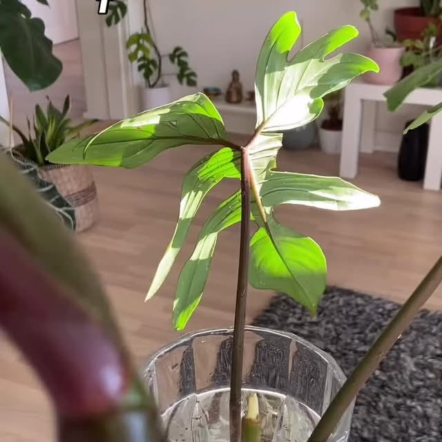 Post by peoplewithplants_official