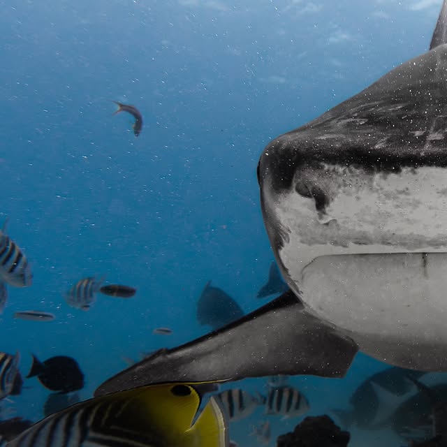 Post by jakemasondiving