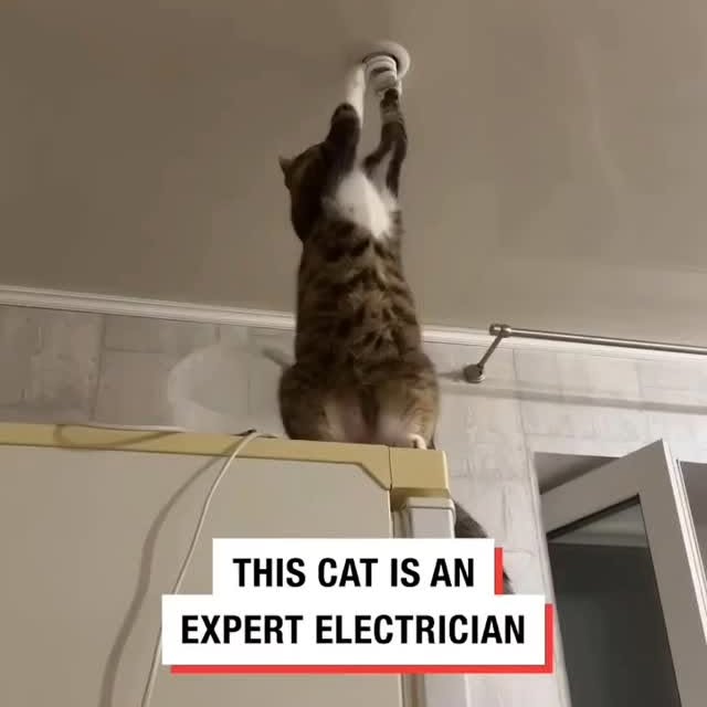 Post by cats_nomad18