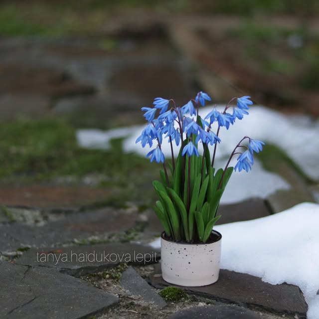 Post by tanya.haidukova.lepit