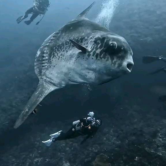 Post by scuba_diving_iglover