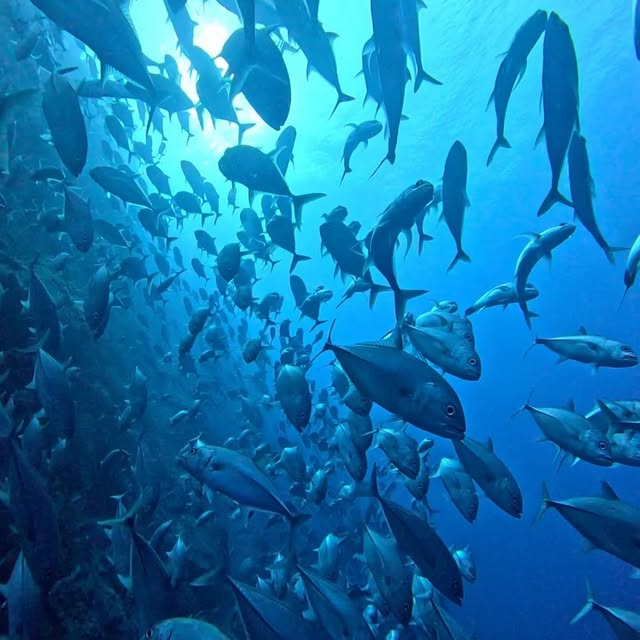 Post by red.biodiving