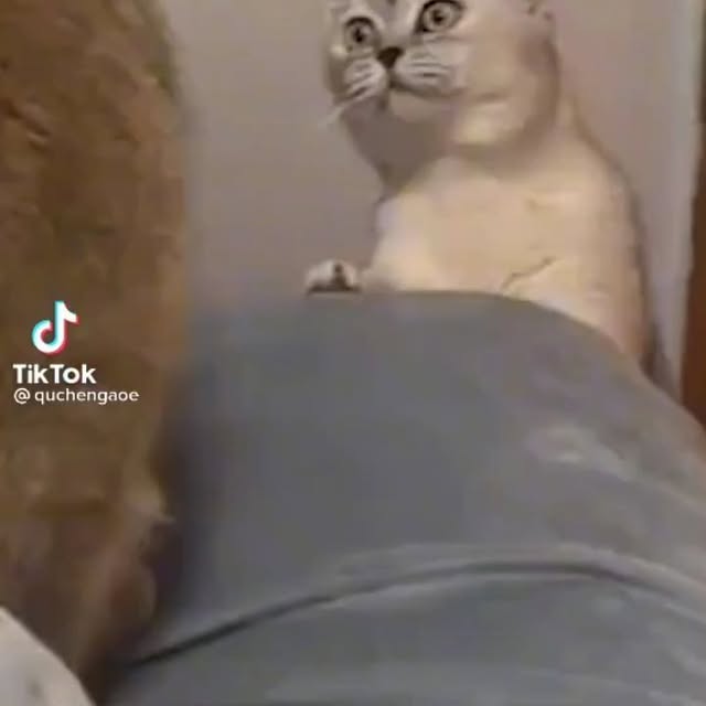 Post by bestcatsfans