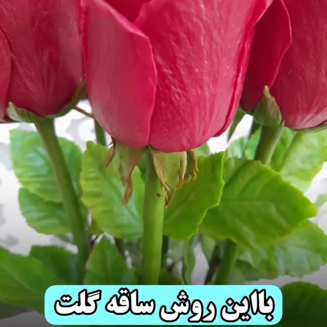 Post by honarkadeh.peony