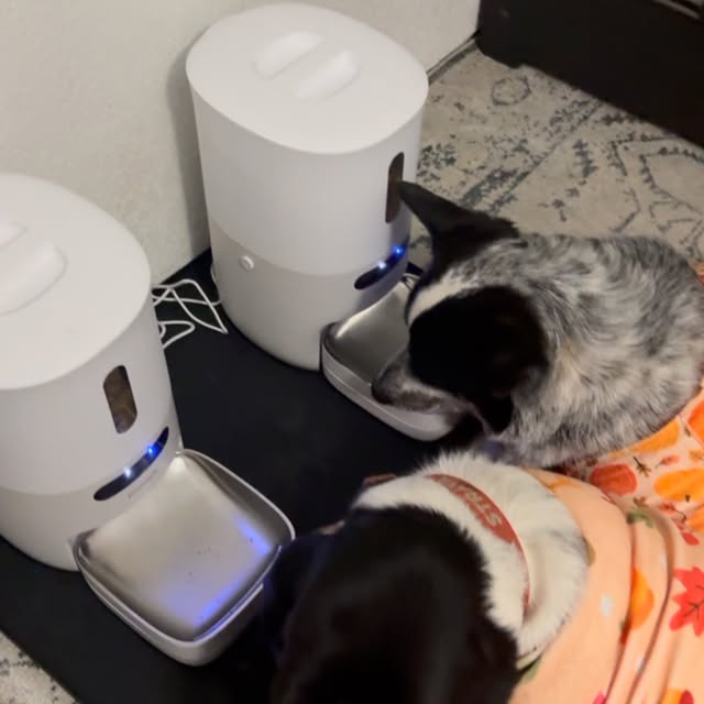 Post by sirbassetwinston