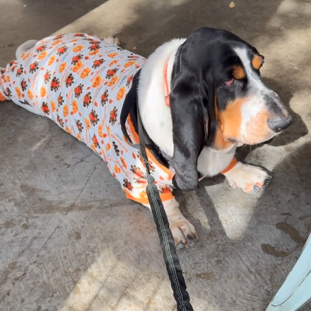 Post by sirbassetwinston