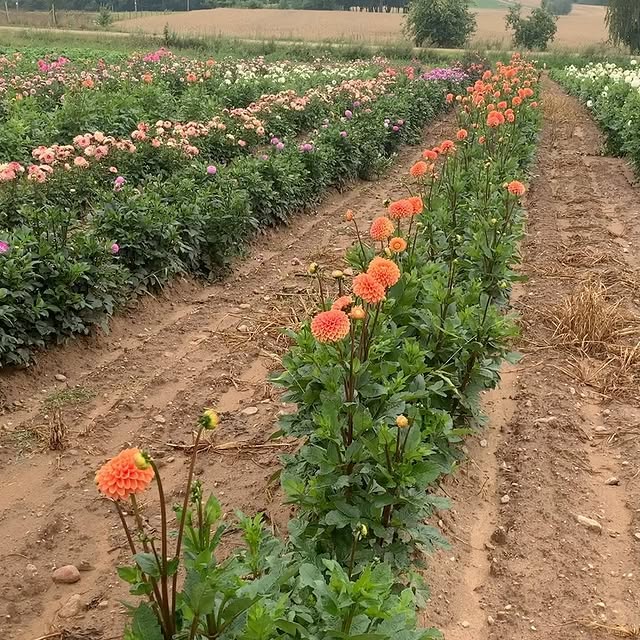 Post by serenada_dahlias