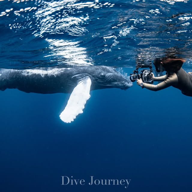 Post by dive_journey