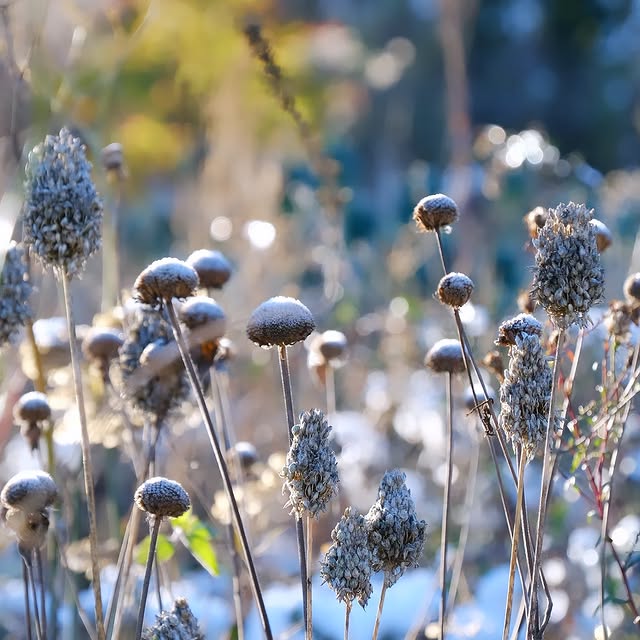 Post by arcadia_landscape_design